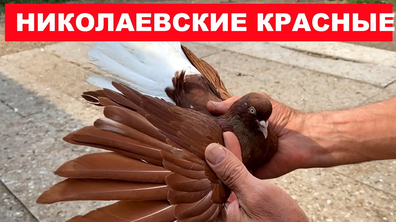 В гостях у Александра Владимировича. Николаевские красные.