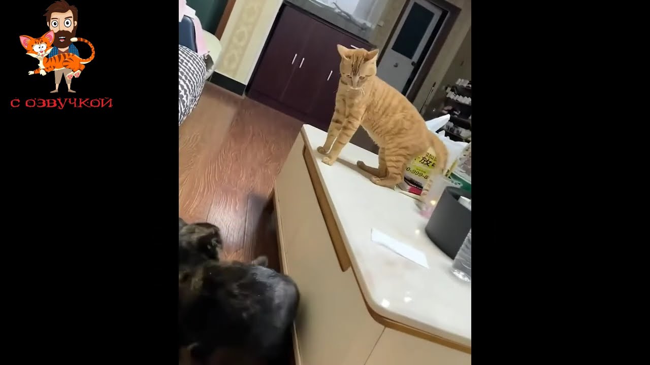 Приколы с котами! С ОЗВУЧКОЙ! Смешные коты и собаки! Самые смешные животные!