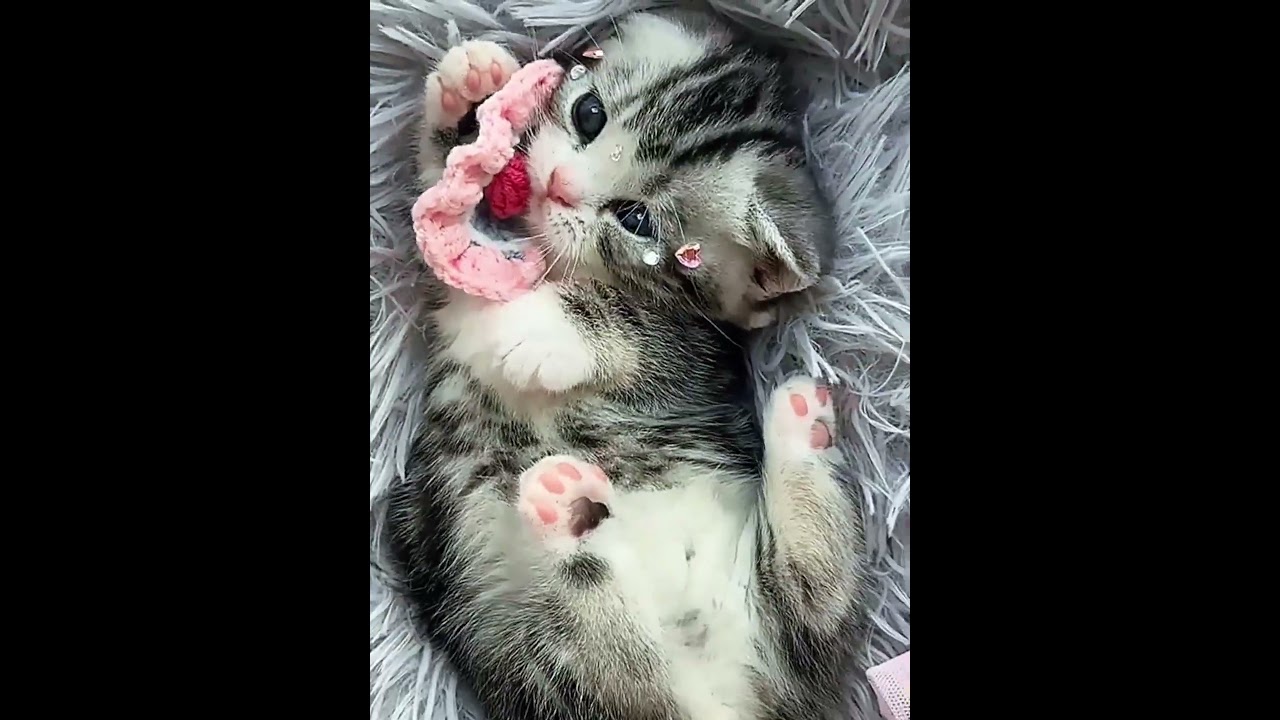 Cute Animals That Make You Smile 