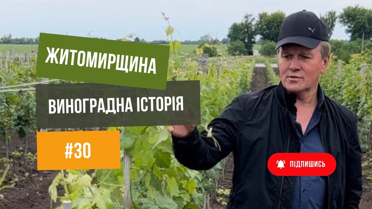 Виноградарство🍇 та виноробня на Житомирщині. Дивимось, навчаємось💪.