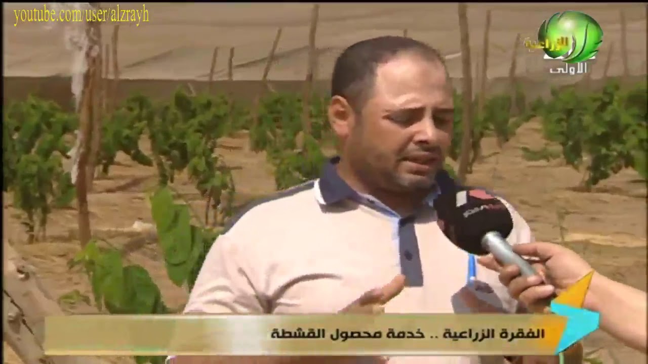 زراعة القشطة سبب ندرة زراعتها ووقت الزراعة وانتاج الفدان والتسميد