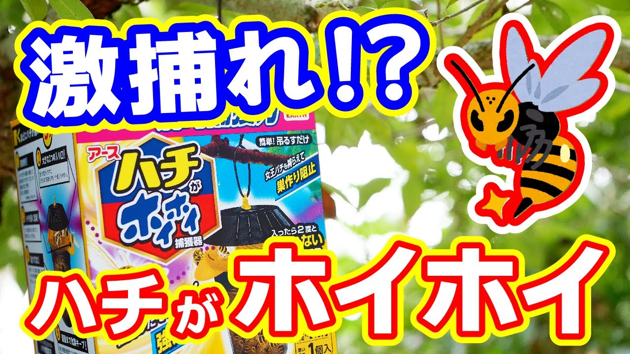 【激取れ!?】ハチがホイホイ VS スズメバチ【効果あり？なし？】忖度なしにレビューしてみた。