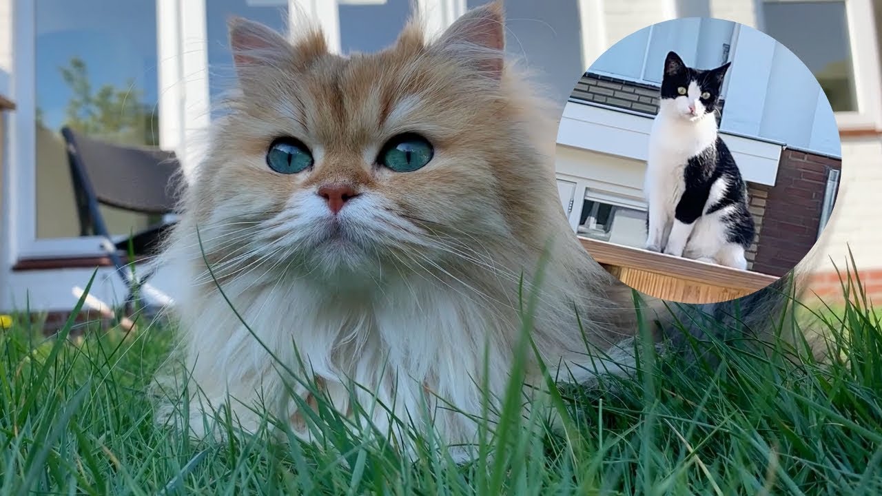 Meeting The Cat Of The Neighbours
