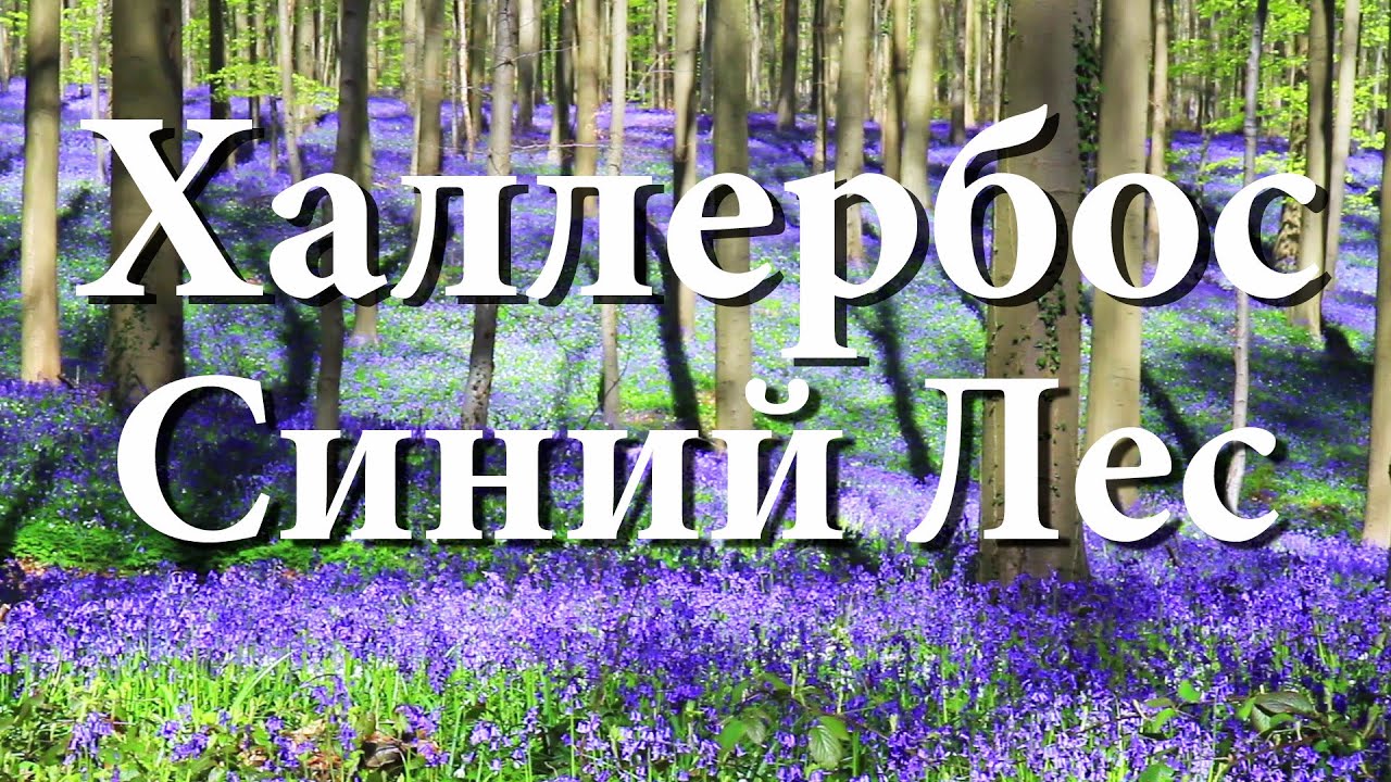 Синий Лес Халлербос в Бельгии.   Hallerbos &ndash; &lsquo;The Blue Forest&rsquo;.