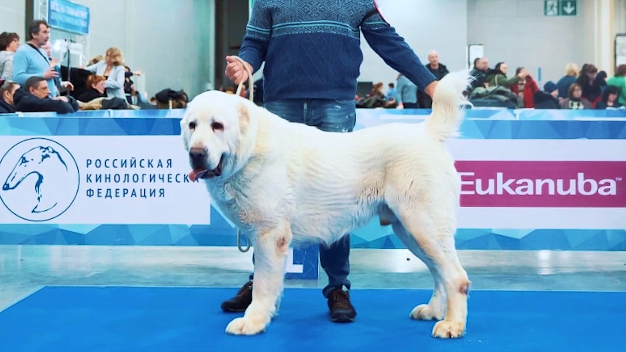 «Алабай 62» на интернациональной выставке собак «Евразия 2019»