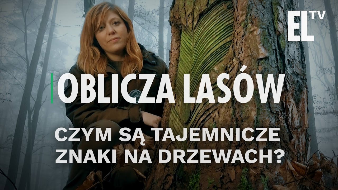 Czym są tajemnicze znaki na drzewach? | Oblicza lasów #5