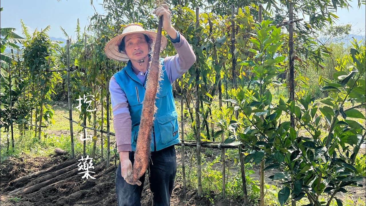 挖採山藥 | 挖出《山藥雙胞胎》