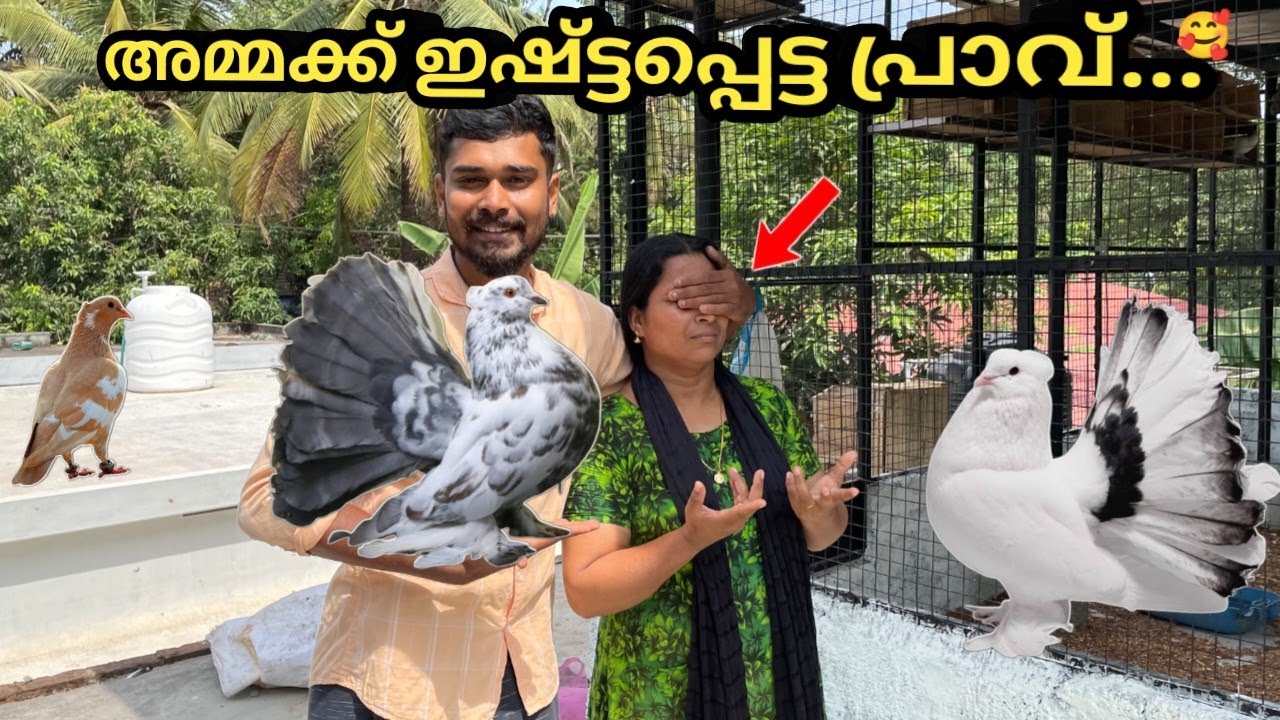 20000₹ വില വരുന്ന പ്രാവുകളെ സമ്മാനമായി കിട്ടി...😍 | surprise gift for mom | new pigeon | aviary