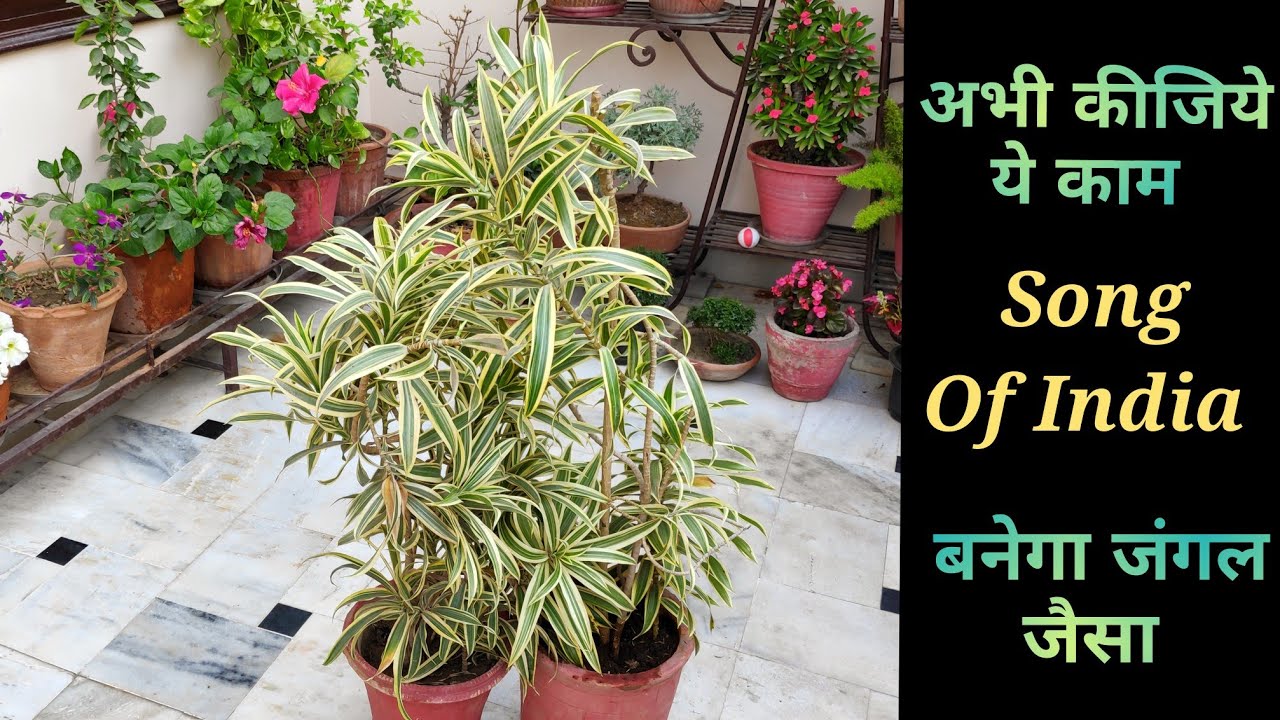 Song Of India plant care पर अभी कीजिए यह काम बढ़ेगा जंगल जैसा घना, Secret behind bushy Draceana plant