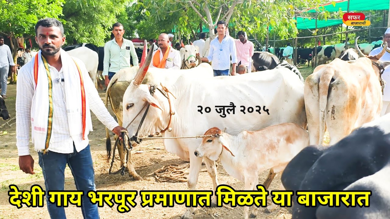 देशी गाय बाजार काष्टी ||Indian desi cow breed||देशी गाय भरपूर एकाच ठिकाणी मिळतात|स्पेशल देशी गाय 🐄🐂