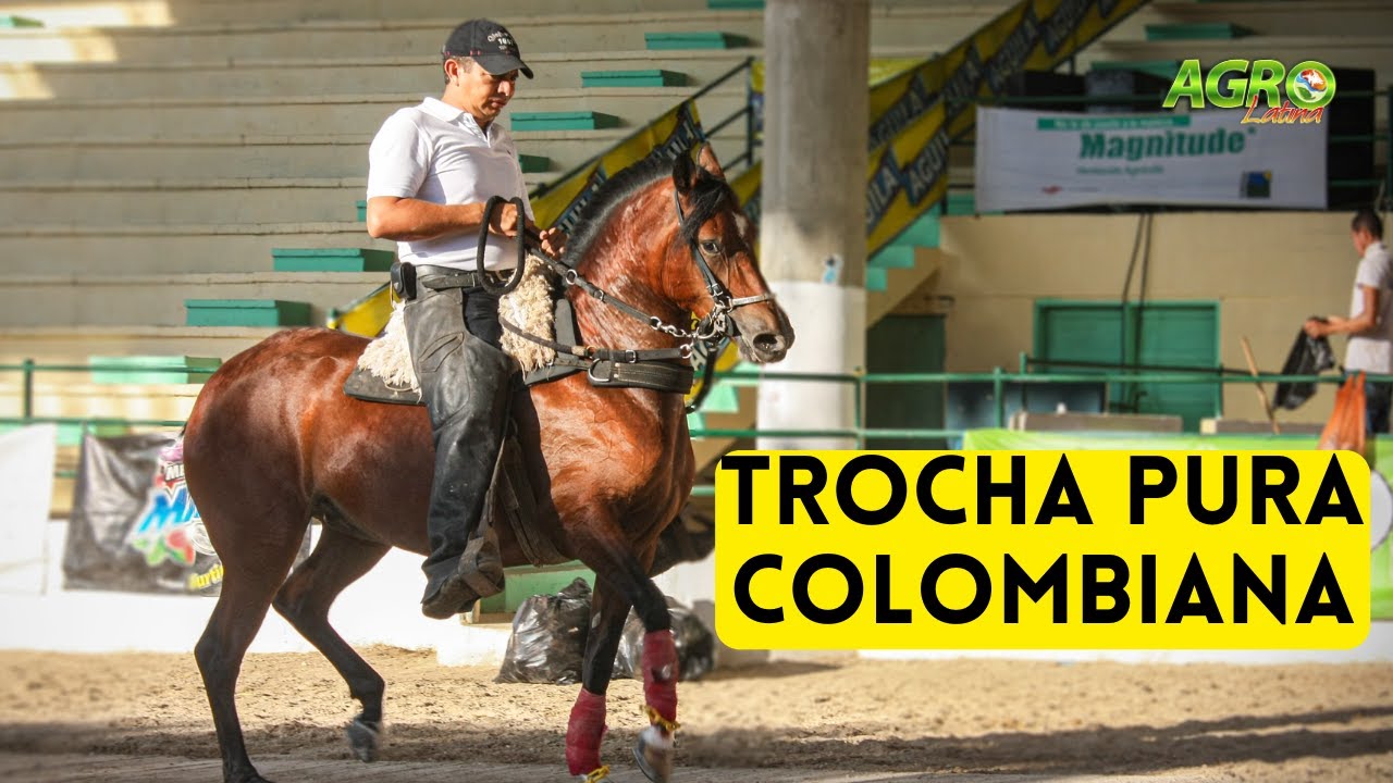 TROCHA PURA Caballo Criollo Colombiano. Desplazamiento por bípedos diagonales y en cuatro tiempos.