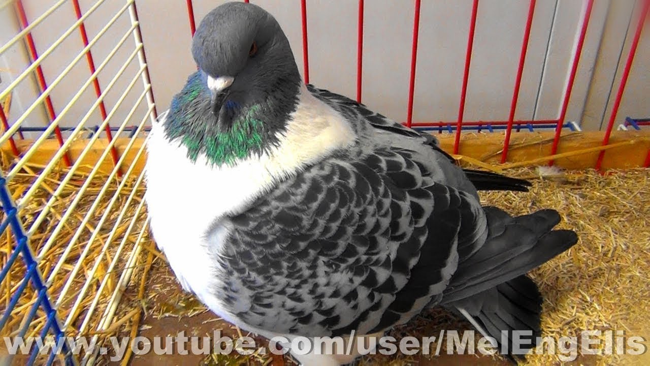 Pigeon Strasser - Exposition Avicole de Caudebec-en-Caux