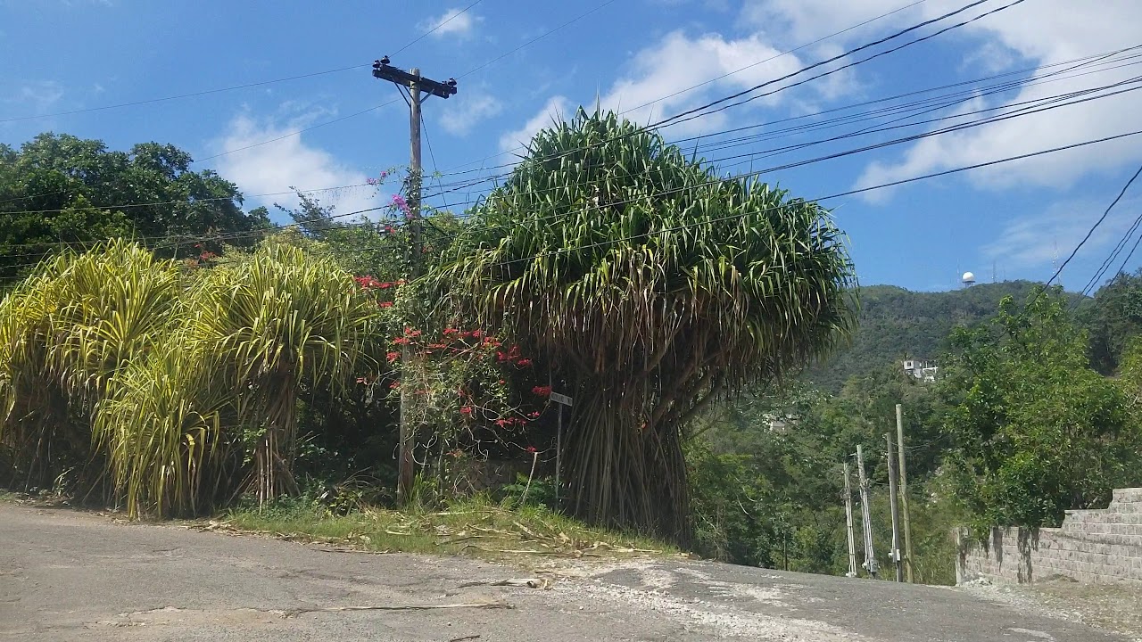 driving into coopers hill