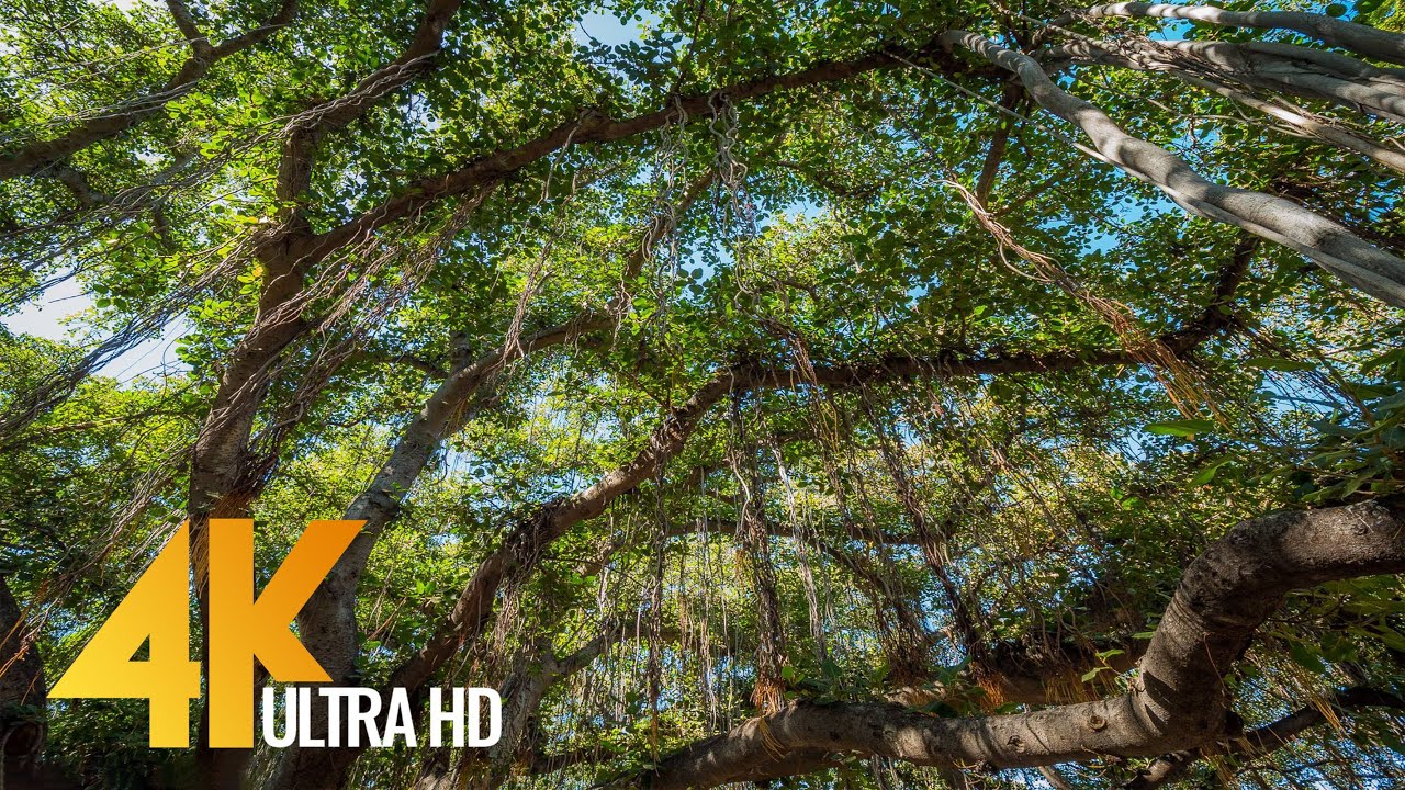 4K Hawaiian Forest - Lahaina Banyan Tree, Maui - 3 HR Bird Signing for Relaxation and Stress Relief