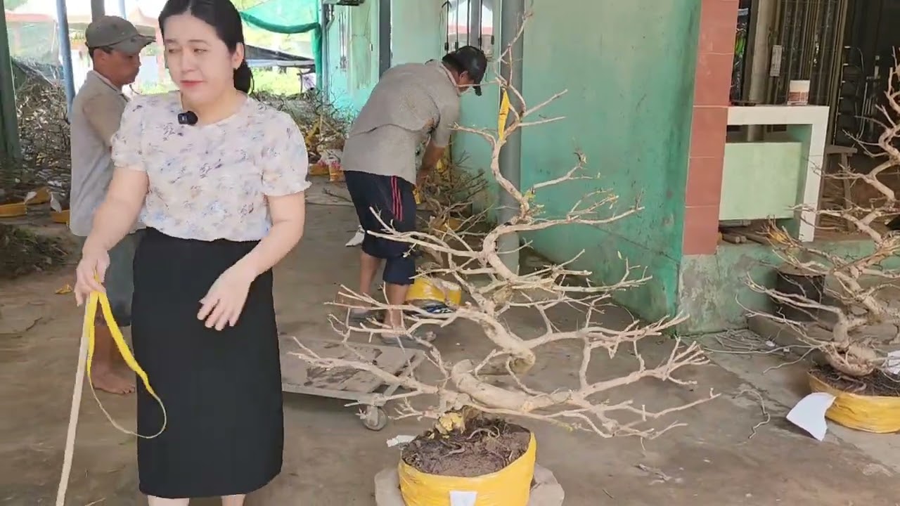 8/3 Trúc Yên 0972279458 mai giảo Tân Châu rin đẹp 
