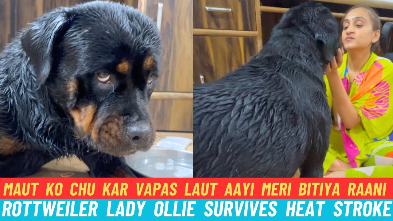 Rottweiler Lady Ollie Maut Ko Choo Ke Vapas Aayi:Olla Survives Major Heat Stroke & Comes Back Strong