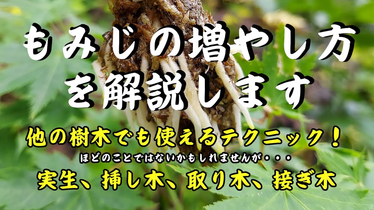 もみじの育て方 / 増やし方
