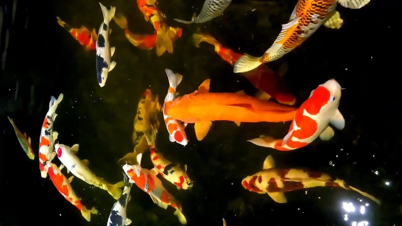 Laghetto koi