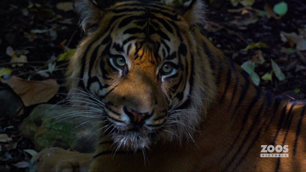 World Tiger Day