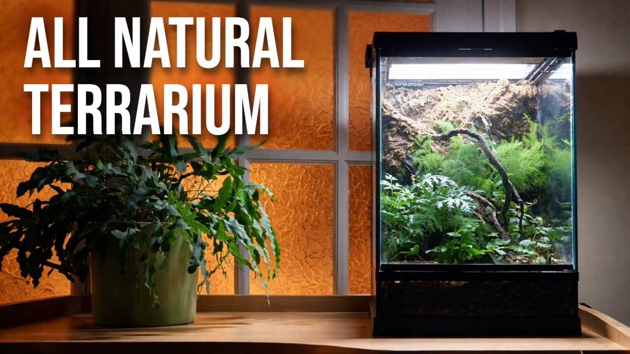 Planting an All Natural Terrarium, Rare Springtails Added 