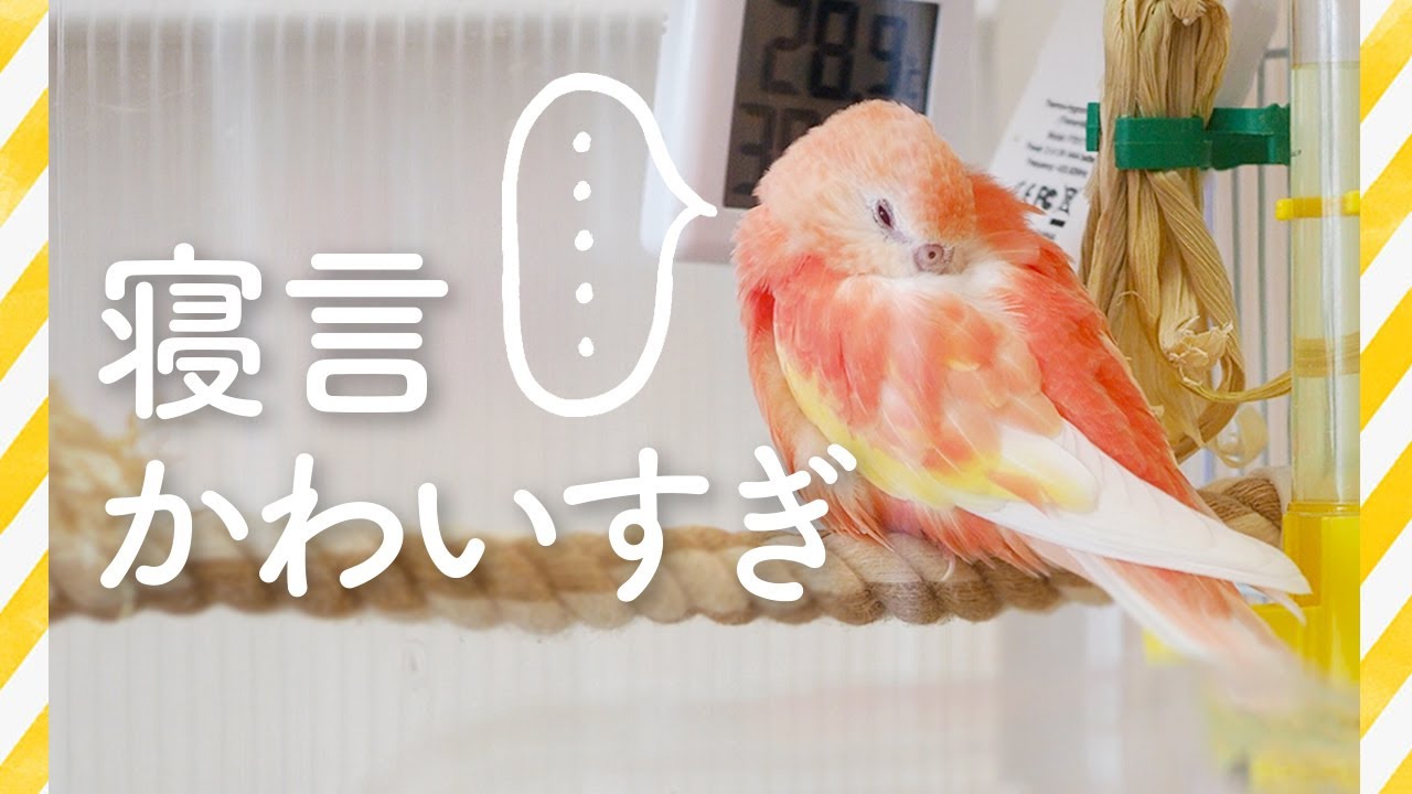 アキクサインコの寝言がかわいすぎます