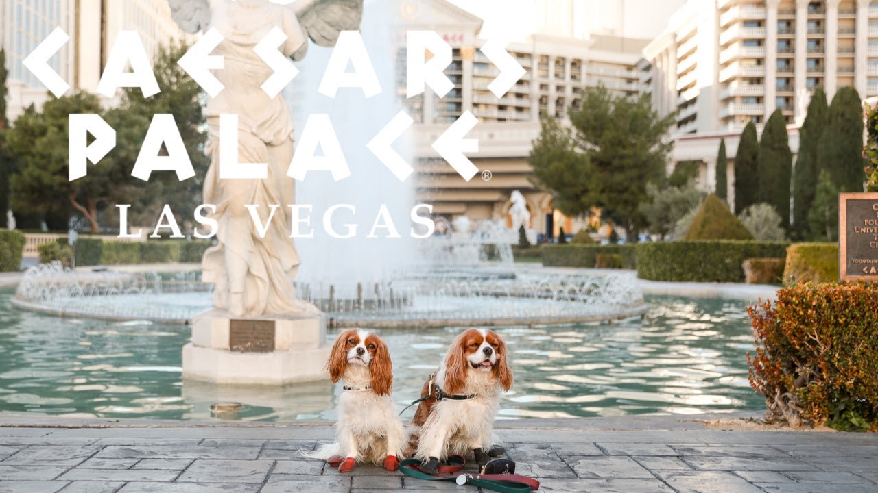 DOG FRIENDLY HOTEL IN LAS VEGAS // Caesar's Palace