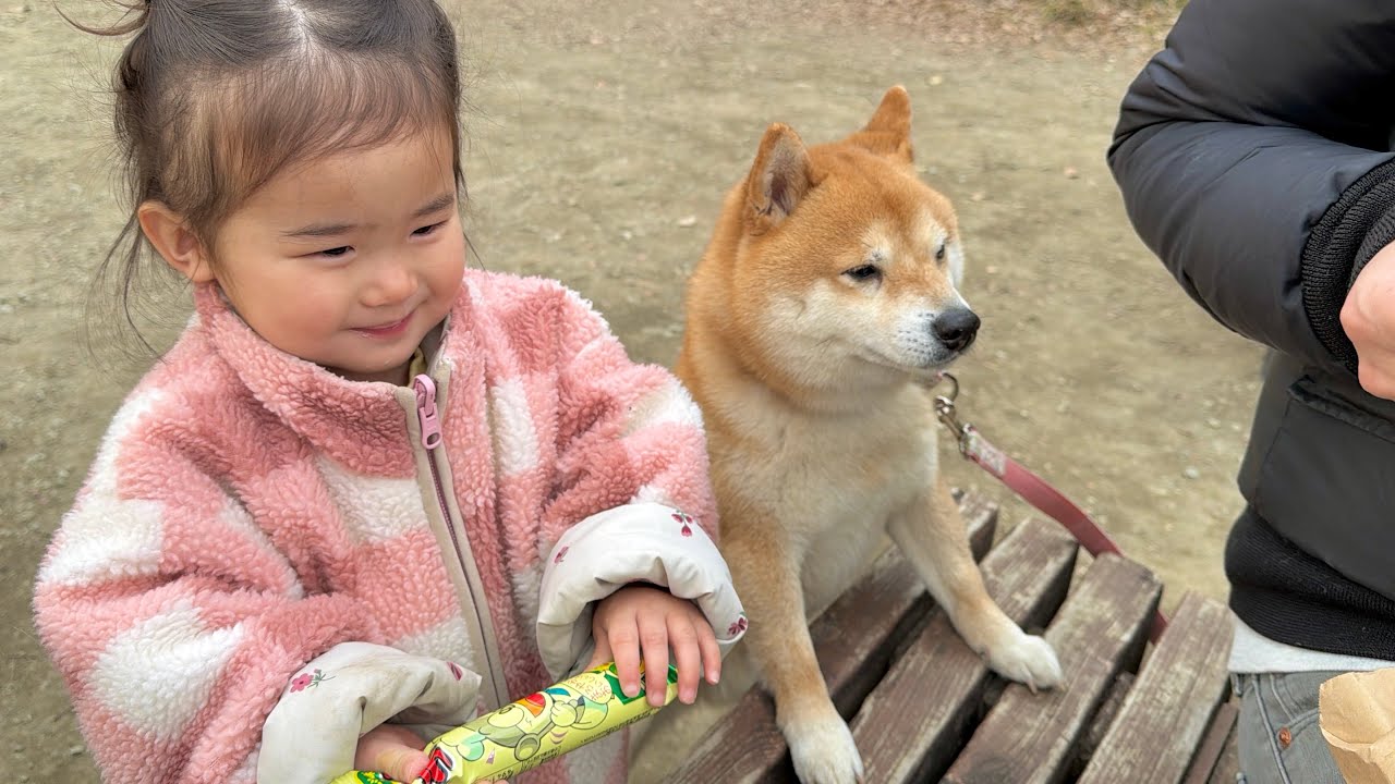 自分のやりたいことを遂げるために作戦を練る策略家な豆柴が可愛すぎました...