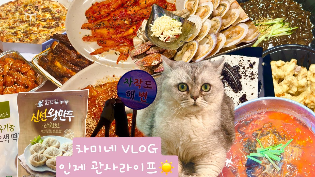 차미네 VLOG)차미랑 1월1일☀️🔔 /인제고냥이 차미 💗/인제관사라이프⭐️/브리티쉬숏헤어/차미네집밥로그