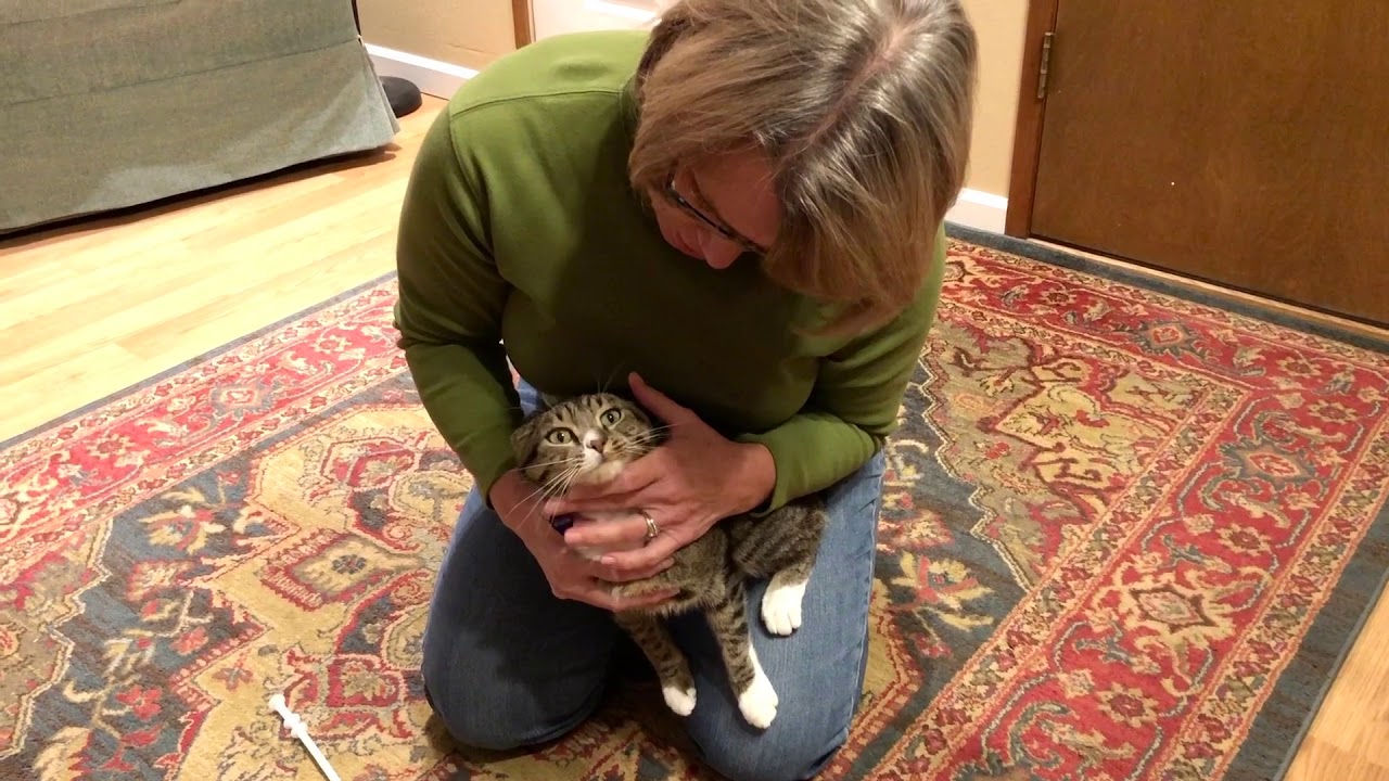 How to Pill a Challenging Cat I