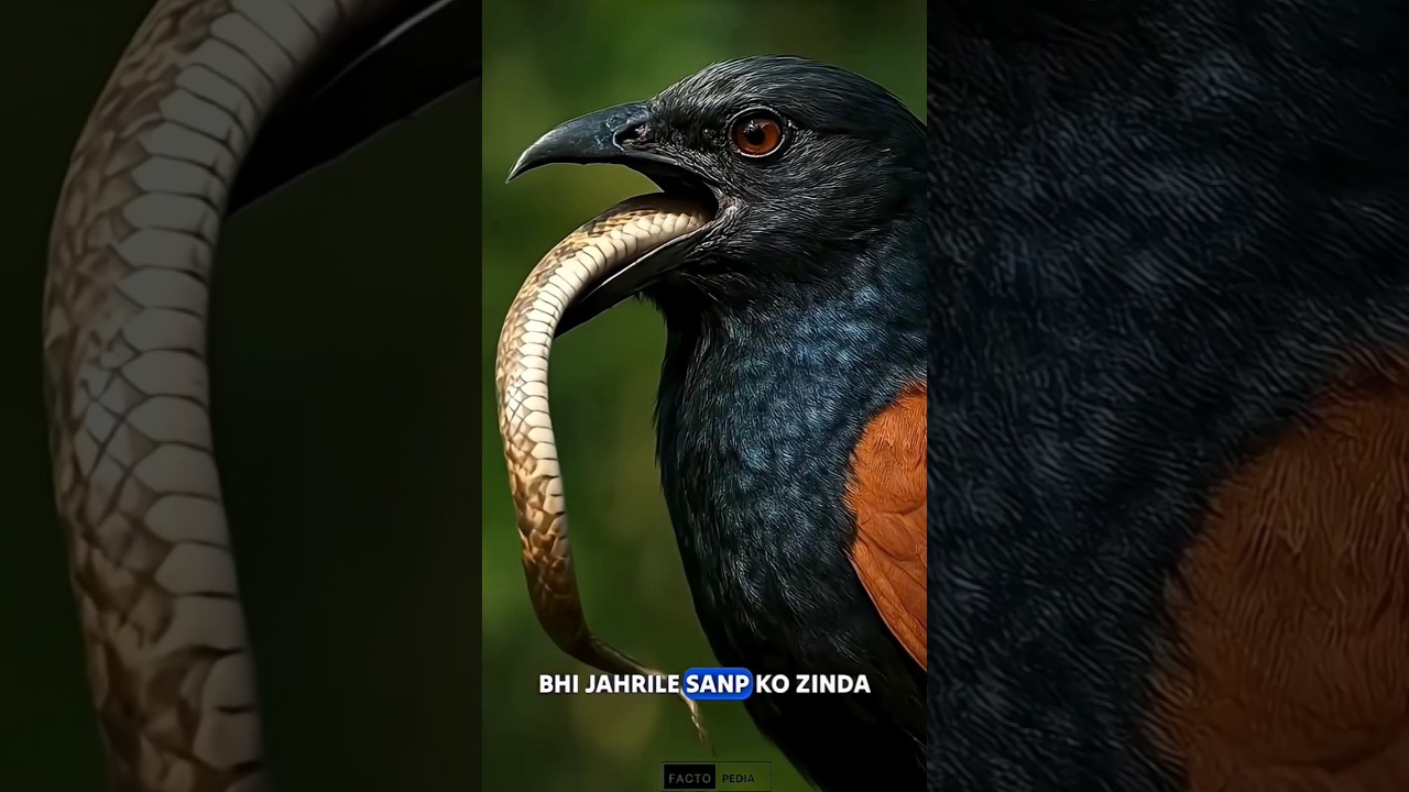 साँप खाने वाला पक्षी! Greater Coucal की खतरनाक आदत 😳
