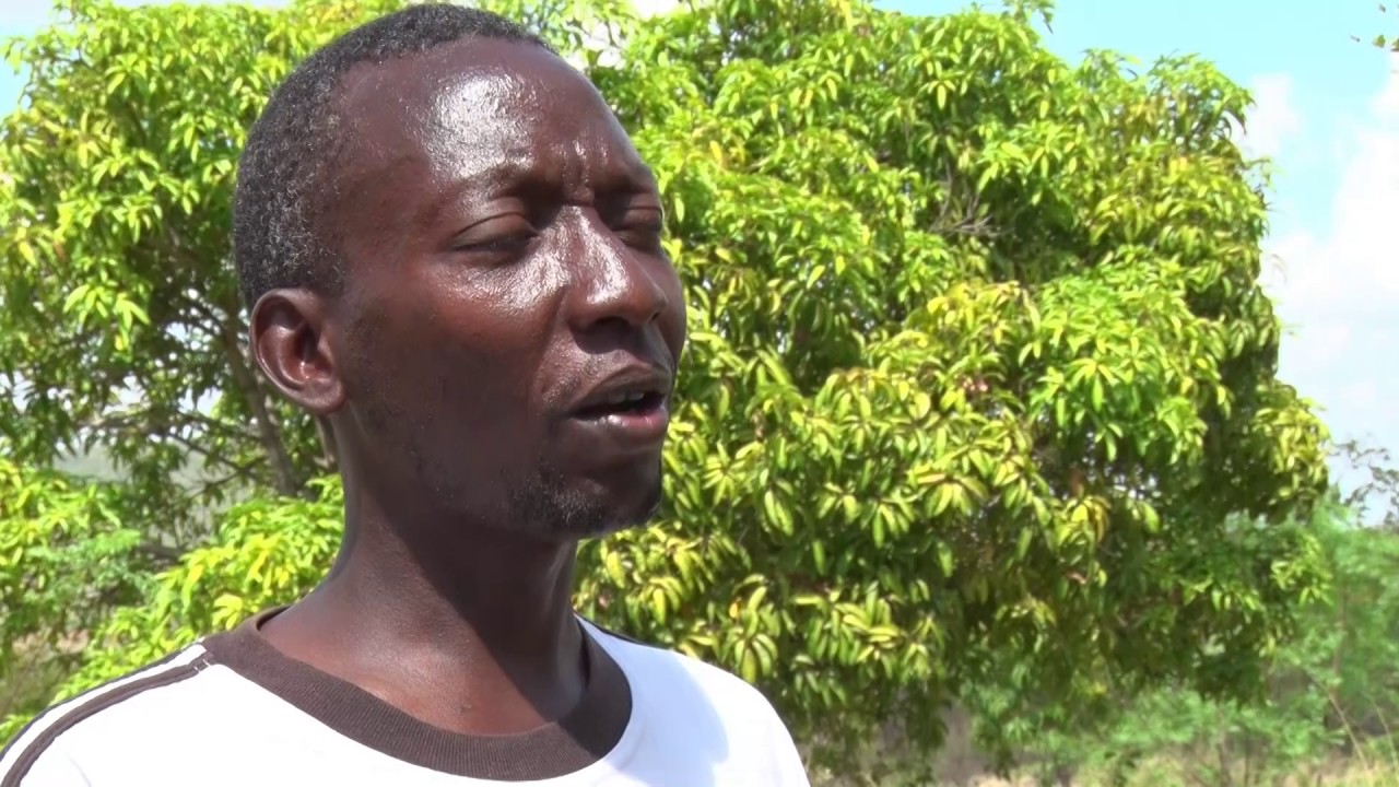 Zai pits transforming Farmer's lives