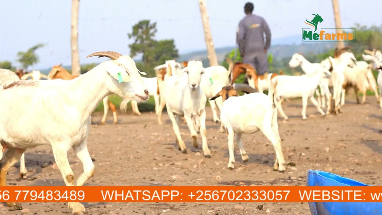 Reasons Why the Mother Goat Might refuse its Newly Born Kid- Don't Panic I Solutions!