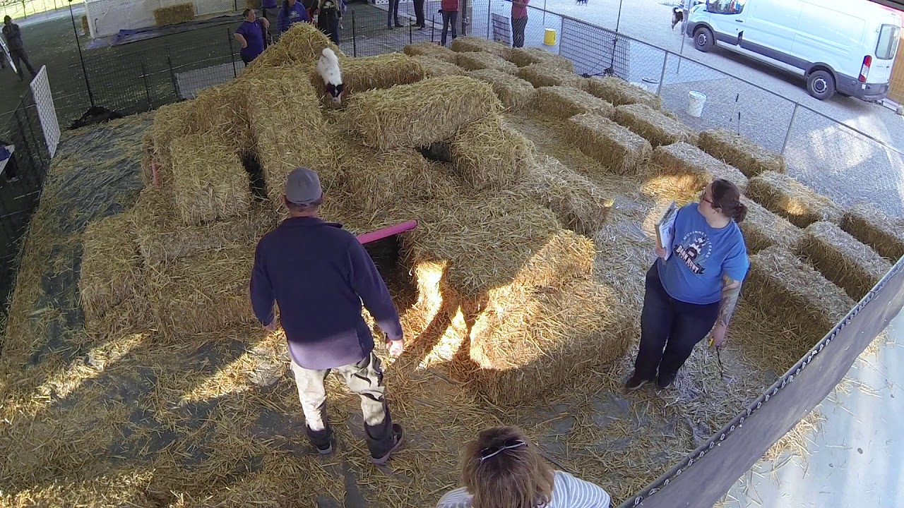 Smacker's Barnhunt Regional Grand Nationals - Master Winning Run Trial #4