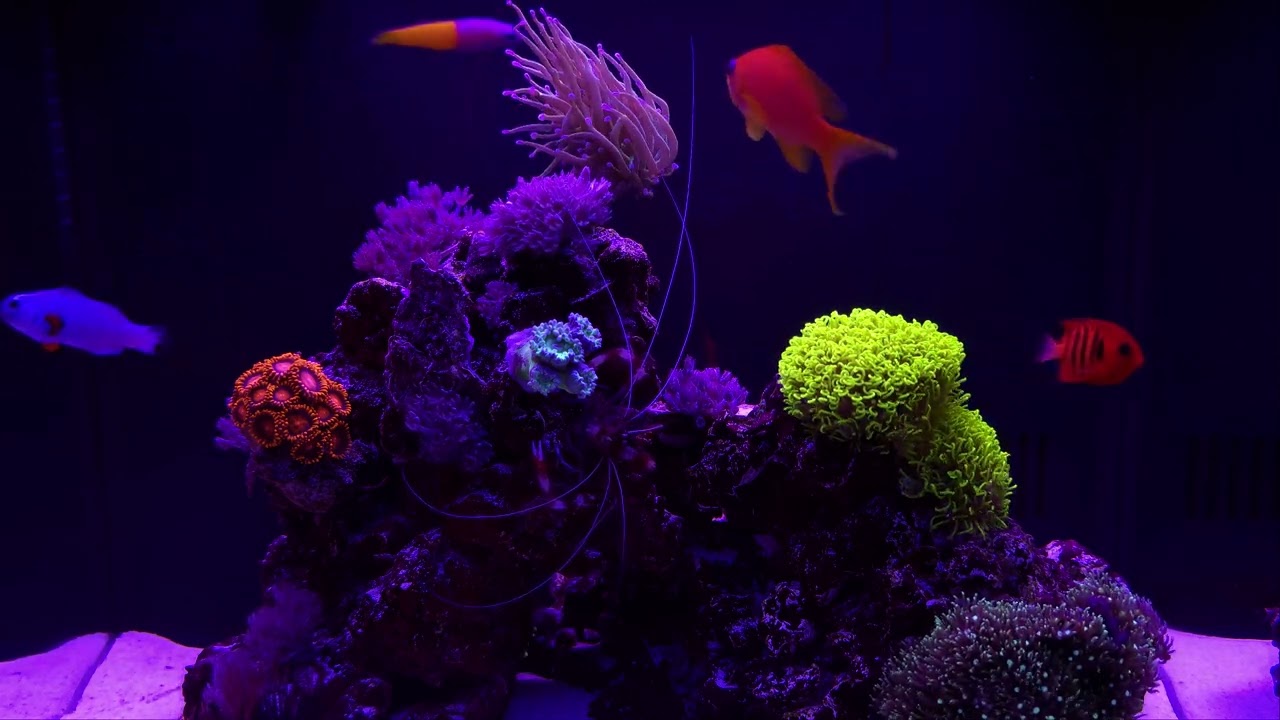 4K Reef Aquarium - Relaxing Music for Stress Relief