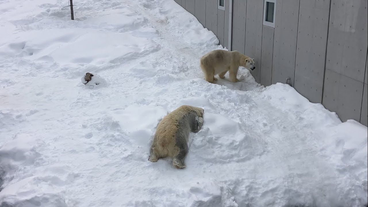 20260205:今日の円山動物園