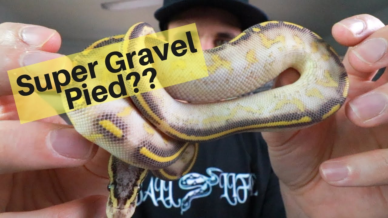 Did We Hit A Super Gravel Pied??