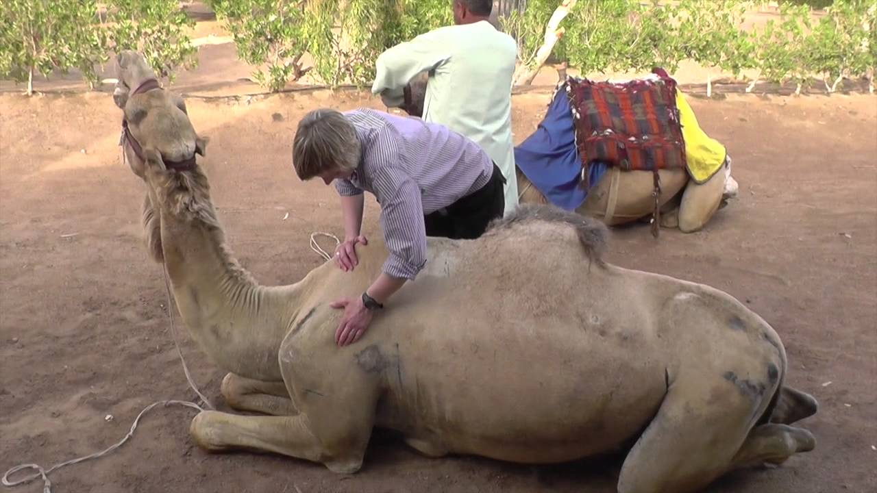 Animal Osteopath on Holiday - Treating a Camel