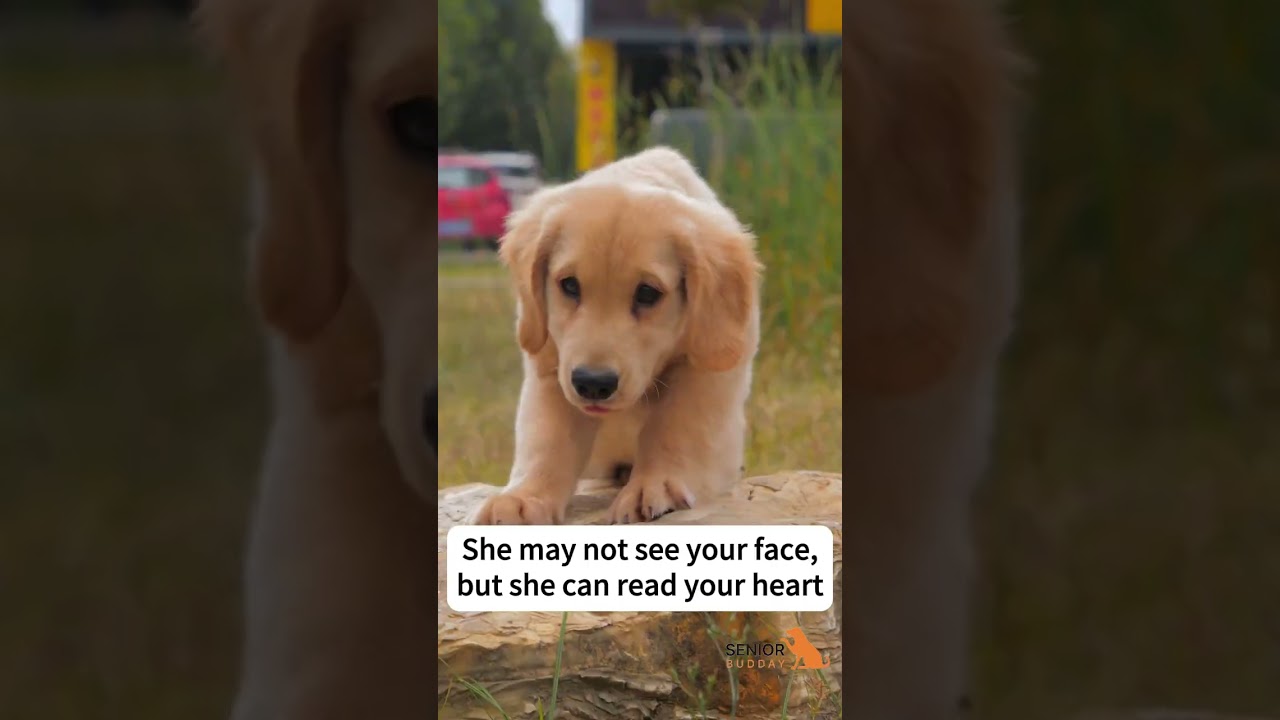 If your dog has lost their vision... 