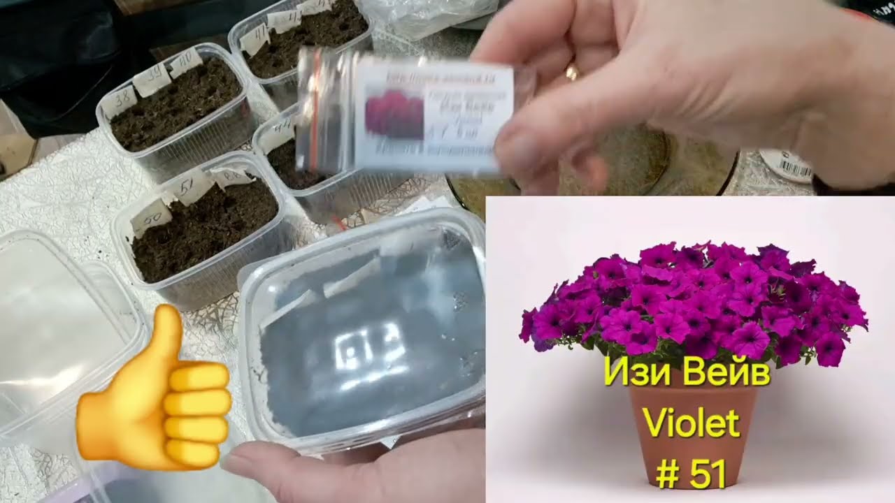 Посев ПЕТУНИИ.Всходы на 4й день.