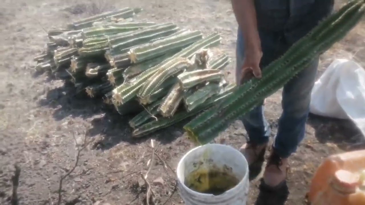 Instalando huerta de pitaya.