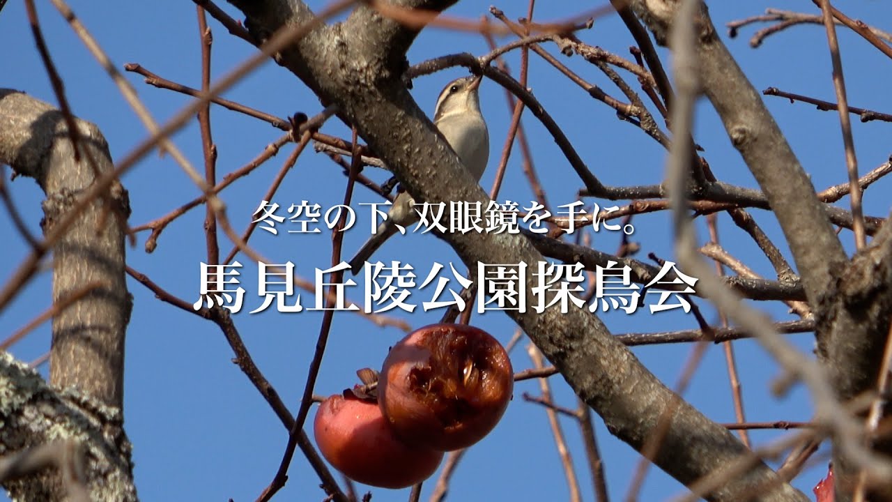 冬晴れの下、双眼鏡を手に馬見丘陵公園探鳥会　奈良県河合町