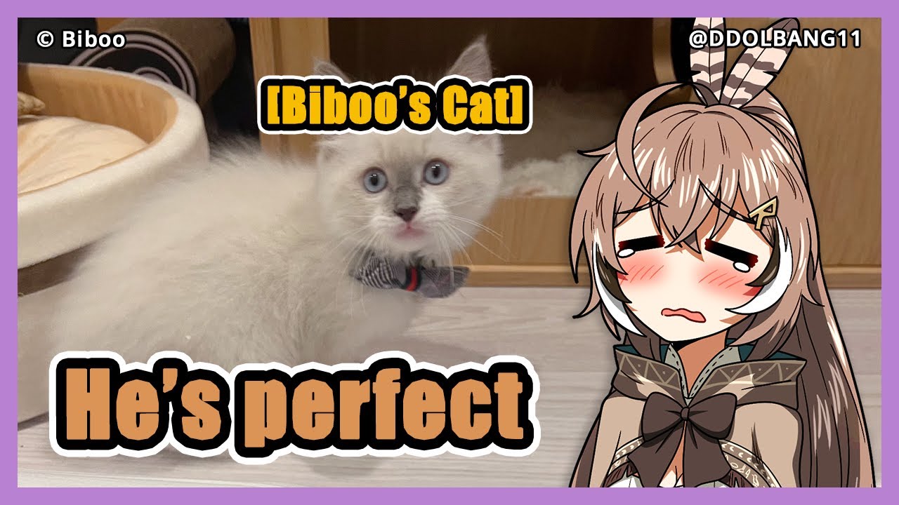 John Cat (Biboo's Cat) Captured Mumei's Heart