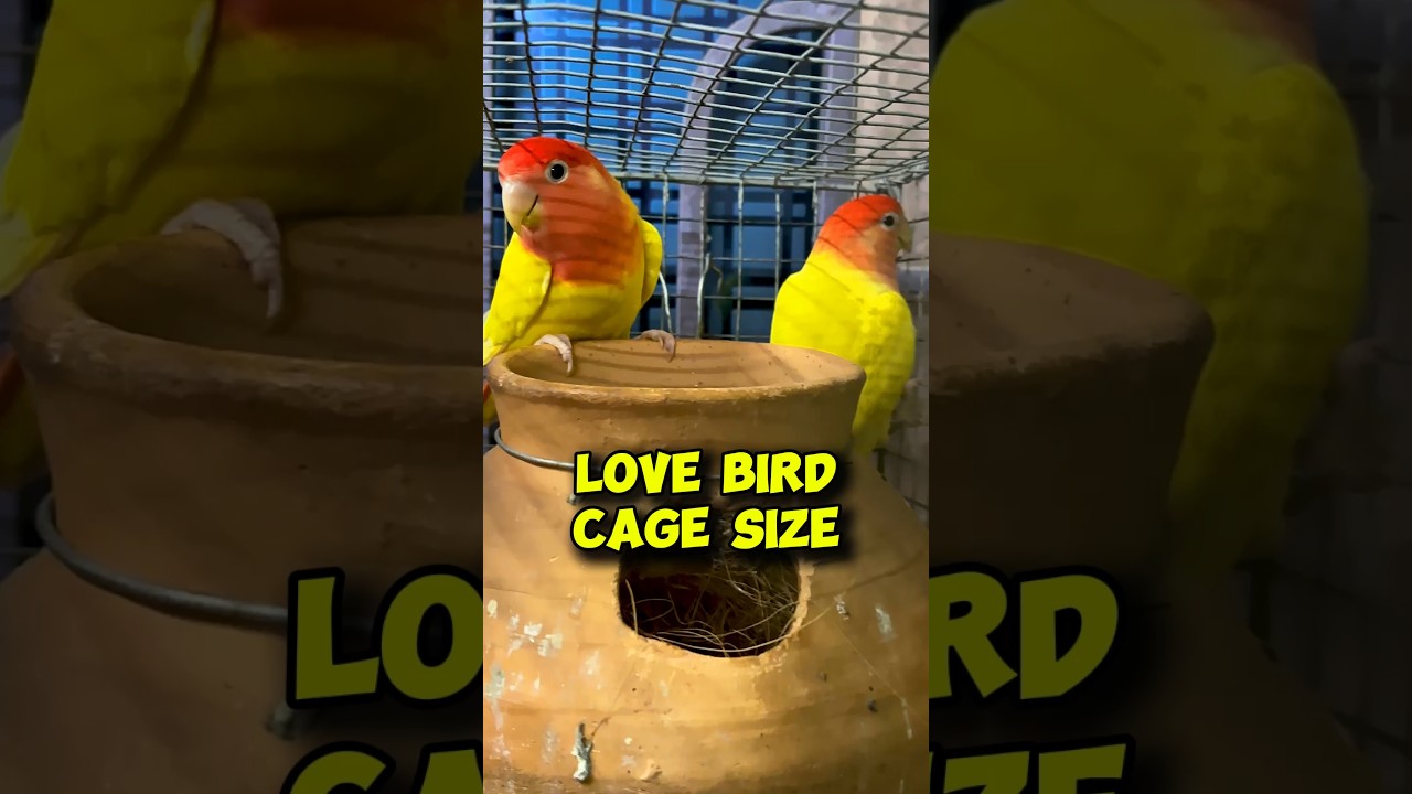 Love🦜Bird Cage Size #birds #birdlovers #lovebirds #parrot #shortsfeed #shorts