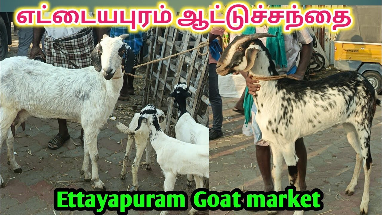 7 - 3 - 2026 | எட்டையபுரம் ஆட்டுச்சந்தை | Ettayapuram Goat Market | kalnadaitholan | Ettayapuram 