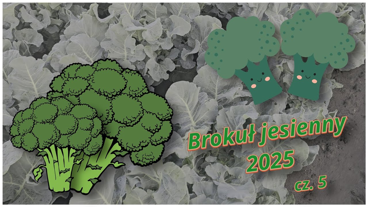 Brokuł jesienny 2025 cz. 5 🥦🥦