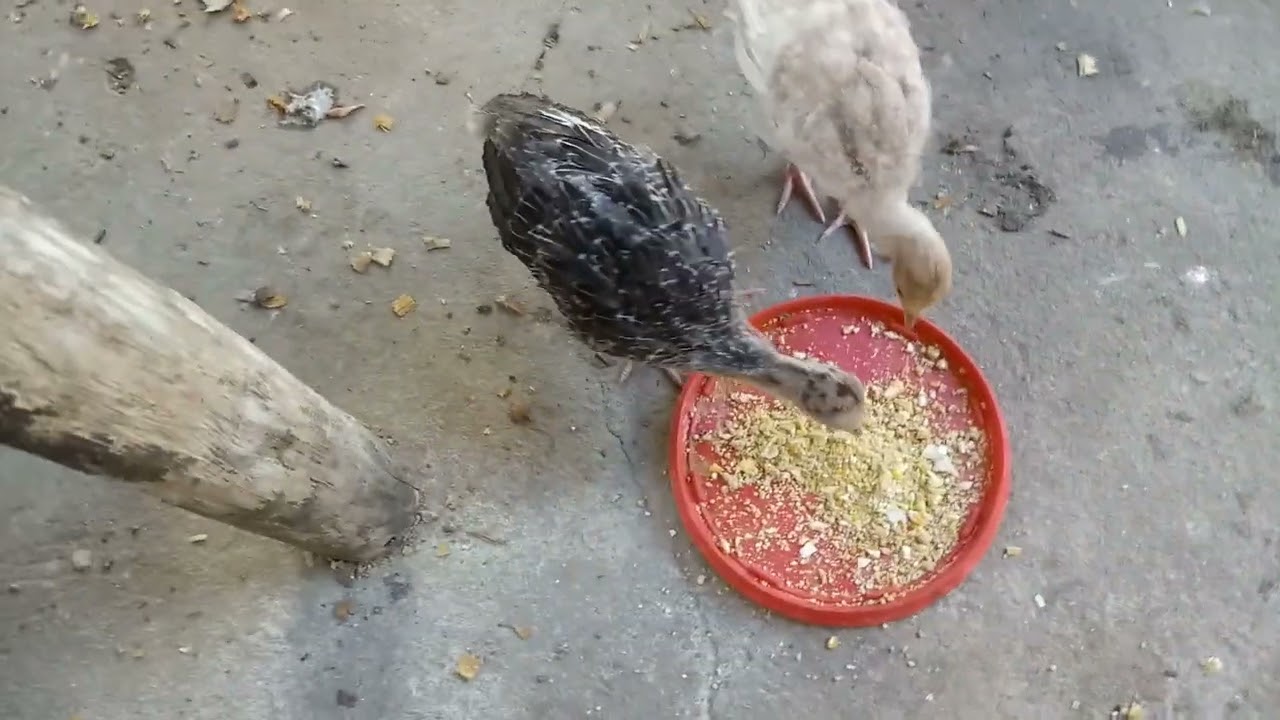 Filhotes de Peru / alimentação nos primeiros dias.