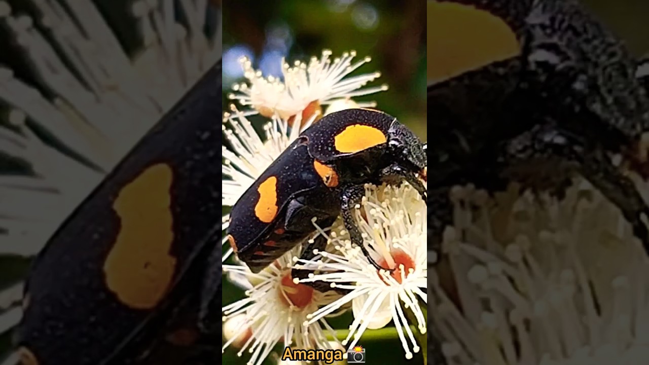 beautiful insect species 🐝🐝#insect #animal