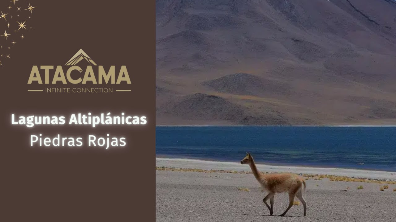 Piedras Rojas + Lagunas Altipl&aacute;nicas: el tour que TODO el mundo quiere hacer en Atacama
