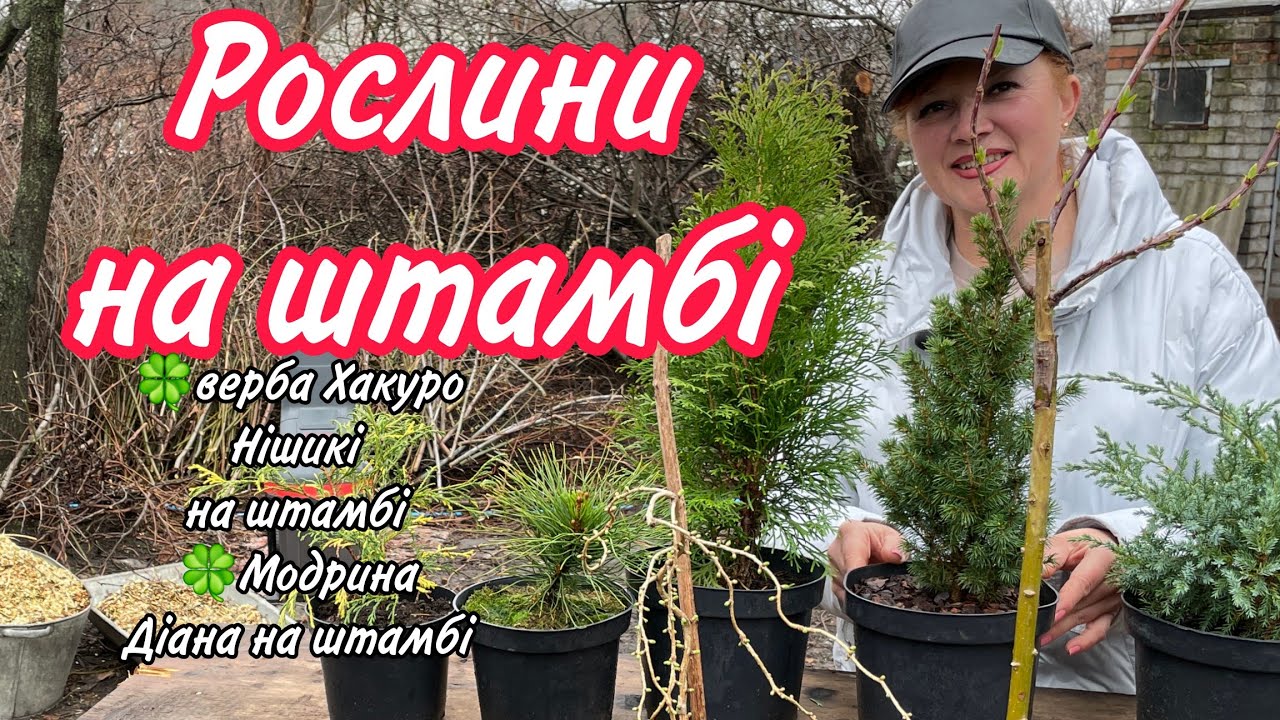 Верба Хакуро Нішикі на штамбі.Модрина Діана на штамбі.Правильний догляд.
