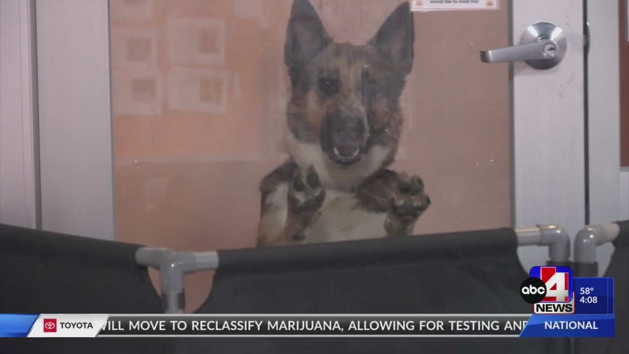 'Bring Love Home': Best Friends Animal Society celebrates Adopt a Shelter Pet Day